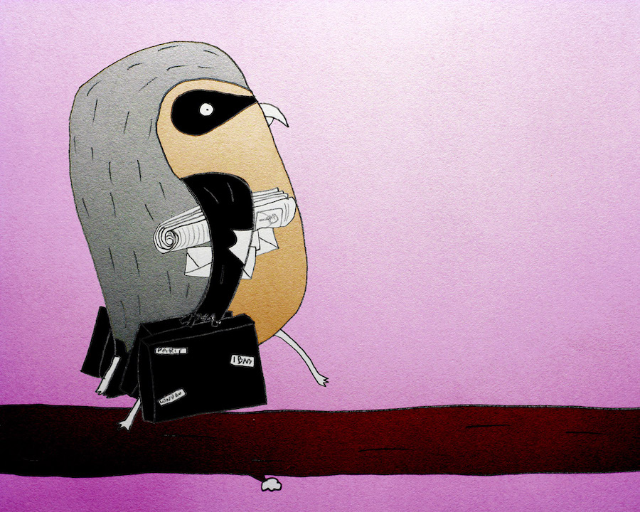 大灰伯勞 The Great Grey Shrike