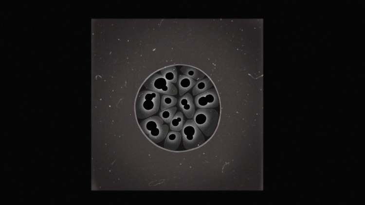 卡姆布里 Cambrian