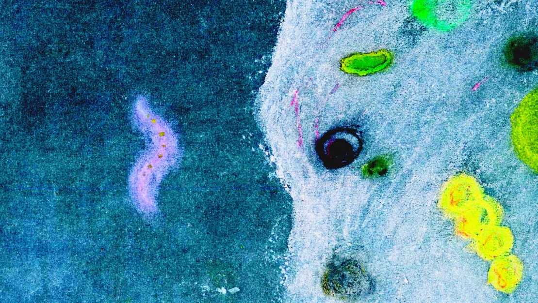 浮游生物α Plankton α